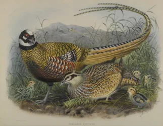 Phasianus Reevesii: Faisan de Reeves